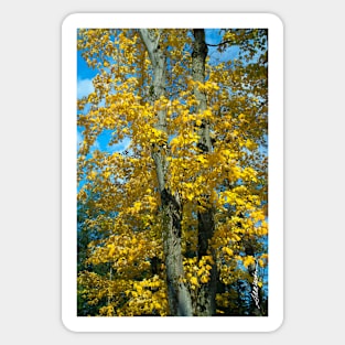 Yellow Maples Sticker